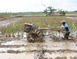 Sektor Pertanian Kaltim Masih Tumbuh Positif di Tengah Pandemi
