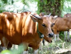 Gubernur Kaltim Minta Peternak Manfaatkan Sawit Tua untuk Pakan Ternak