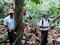 Pohon Beracun Asal Kutai Kartanegara Dikaji sebagai Alternatif Pestisida