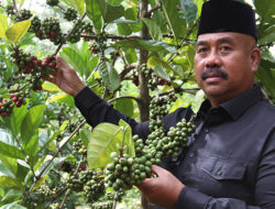 Potensi Kopi Luwak Jenis Liberika Tumbuh Subur dan Menjanjikan di Marang Kayu