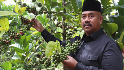 Potensi Kopi Luwak Jenis Liberika Tumbuh Subur dan Menjanjikan di Marang Kayu