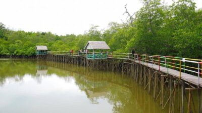 Pemanfaatan Hasil Vegetasi dan Ekowisata Kurangi Kehilangan Mangrove Kaltim
