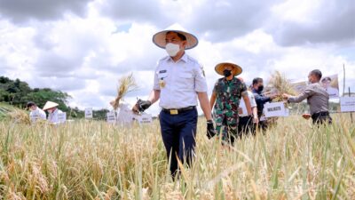 Wali Kota Samarinda Optimistis Panen Padi di Makroman Tembus Tujuh Ton Per Hektare