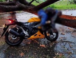 Tragis! Pengendara Motor Tewas Tertimpa Pohon Tumbang di Samarinda