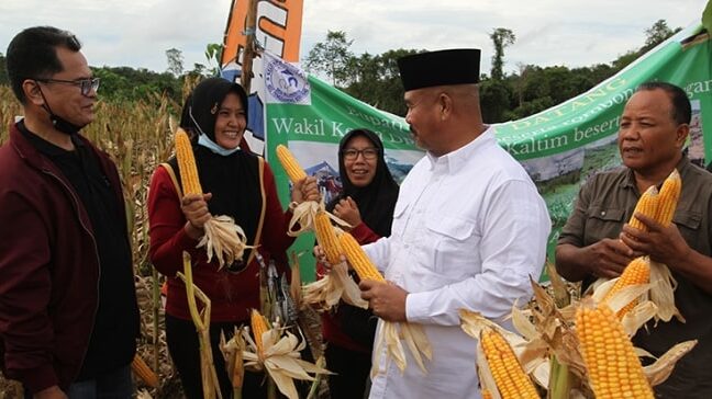 Makin Berkembang, Bupati Kukar Apresiasi Pertanian Jagung di Tenggarong Seberang