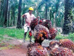 Larangan Ekspor Minyak Goreng, Petani Sawit Kaltim Diminta Tak Gusar
