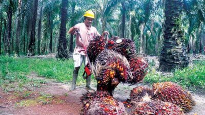 Larangan Ekspor Minyak Goreng, Petani Sawit Kaltim Diminta Tak Gusar