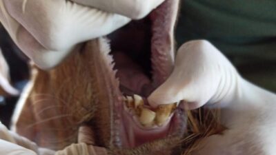 Waspada PMK, Pemprov Kaltim Gerak Cepat Uji Hewan Ternak