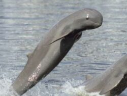 Viral Populasi Pesut Mahakam Tinggal 41 Ekor, Yayasan Konservasi RASI Angkat Bicara