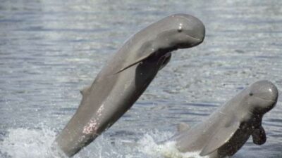 Viral Populasi Pesut Mahakam Tinggal 41 Ekor, Yayasan Konservasi RASI Angkat Bicara