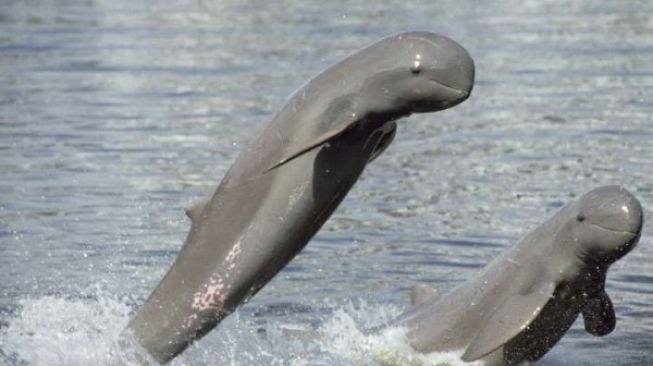 Viral Populasi Pesut Mahakam Tinggal 41 Ekor, Yayasan Konservasi RASI Angkat Bicara