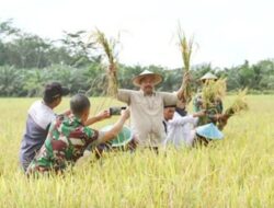 Surplus Beras, Kukar Jadi Penopang Pangan Terbesar untuk Kaltim