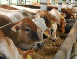 Ratusan Ternak Sapi dan Kambing Gagal Didatangkan ke Kukar, Ada Apa?