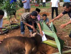 Daging Ternak dengan PMK Aman Dikonsumsi, Begini Cara Mengolahnya yang Benar