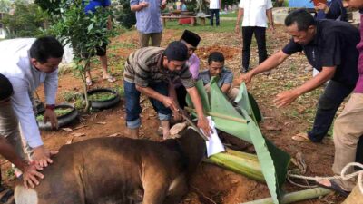 Daging Ternak dengan PMK Aman Dikonsumsi, Begini Cara Mengolahnya yang Benar