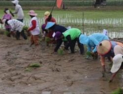 Perubahan Iklim Disebut Beri Dampak pada Produktivitas Petani Indonesia