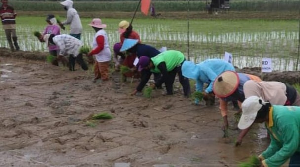 Salut! Petani Lempake Tetap Semangat meski Kerap Gagal Panen