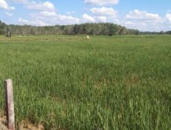 Pemkab Kukar Komitmen Kembangkan Kawasan Lumbung Pangan