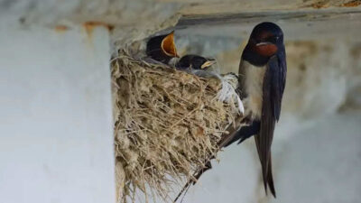 Dewan Kembali Lirik Sarang Walet Jadi PAD