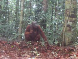 Kamera Jebak Deteksi Eksistensi Orang Utan di Cagar Alam Pararawen