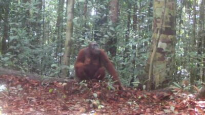 Kamera Jebak Deteksi Eksistensi Orang Utan di Cagar Alam Pararawen