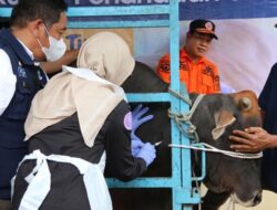 Kaltim Dipastikan Masuk Daerah Zero Case Penyakit Mulut dan Kuku