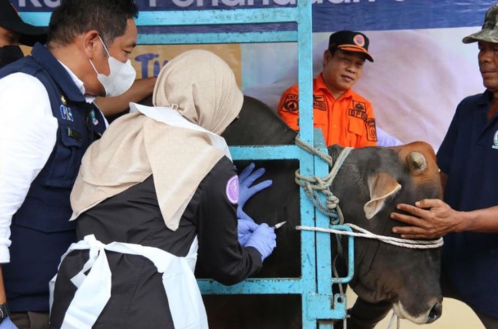 Kaltim Dipastikan Masuk Zero Case Penyakit Mulut dan Kuku