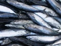 Naiknya Harga Beras dan Ikan Layang Picu Inflasi Samarinda di Atas Kaltim