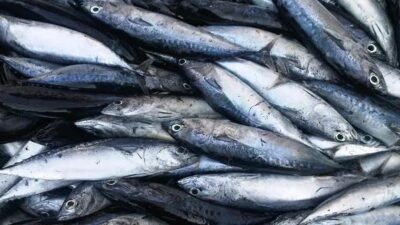 Naiknya Harga Beras dan Ikan Layang Picu Inflasi Samarinda di Atas Kaltim