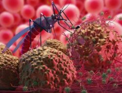 Terbanyak di Kutim, Kasus Positif Malaria Kaltim Meningkat hingga Puluhan