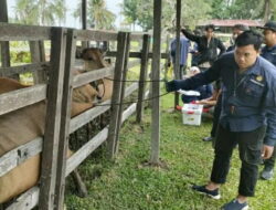 Mudahkan Pemantauan, Distan PPU Targetkan Pemasangan Ear Tag untuk Ribuan Sapi