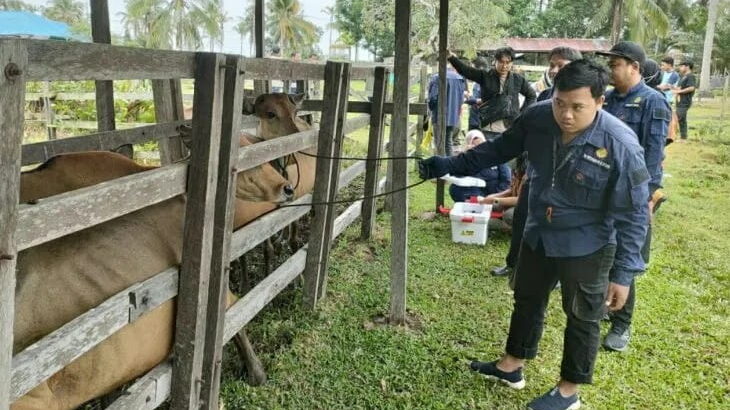 Mudahkan Pemantauan, Distan PPU Targetkan Pemasangan Ear Tag untuk Ribuan Sapi