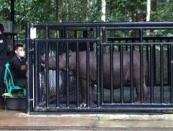 Diharapkan Jadi Ikon Kaltim, Pemprov Upayakan Badak Pahu di Bisa Berkembang Biak