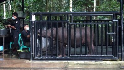 Diharapkan Jadi Ikon Kaltim, Pemprov Upayakan Badak Pahu di Bisa Berkembang Biak