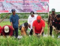 Tumbuh di Lahan Ekstrim, Bawang Merah Sebulu Hasilkan Panen Enam Ton