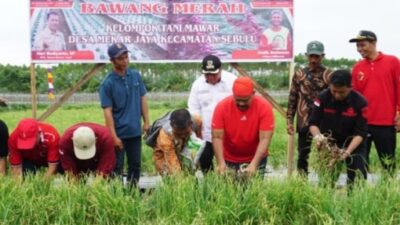 Tumbuh di Lahan Ekstrim, Bawang Merah Sebulu Hasilkan Panen Enam Ton