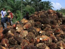 Pemprov Kaltim Berjuang Tingkatkan Penerimaan Daerah dari Kelapa Sawit