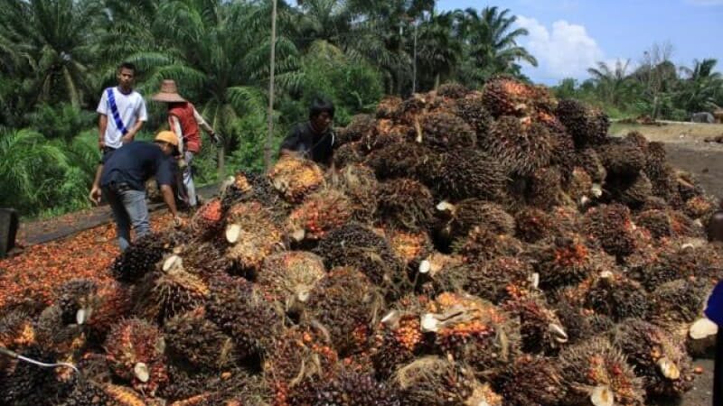 Pemprov Kaltim Berjuang Tingkatkan Penerimaan Daerah dari Kelapa Sawit