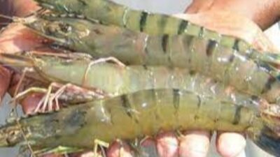 Potensi Udang Vaname di Muara Badak dan Samboja Mulai Dikembangkan