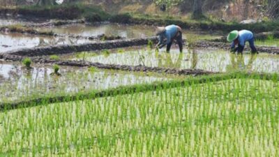 Kementan Targetkan Kaltim Realisasikan Program Cetak Sawah 22 Ribu Hektare di 2026