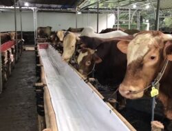 Pemprov Kaltim Hentikan Pengiriman Sapi dari Jawa, Ini Alasannya