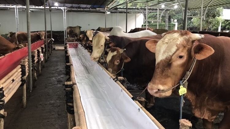 Pemprov Kaltim Hentikan Pengiriman Sapi dari Jawa, Ini Alasannya
