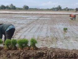 Sektor Pertanian Desa Sebuntal Diproyeksikan Jadi Lumbung Pangan