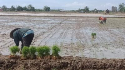 Sektor Pertanian Desa Sebuntal Diproyeksikan Jadi Lumbung Pangan