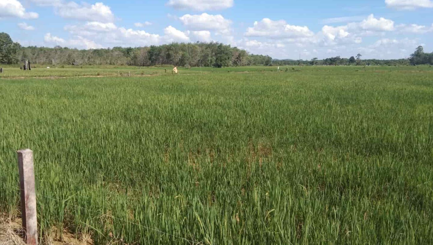 Distanak Kukar Siapkan Langkah Antisipasi Perubahan Cuaca Ekstrem