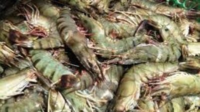 Punya Nilai Ekonomis Tinggi, Desa Sepatin Kembangkan Budidaya Udang Windu