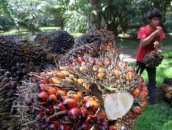 Disbun Kaltim Dorong Pekebun Sawit Bermitra dengan Perusahaan, Ini Alasannya