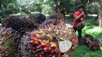 Desa Benua Puhun Rasakan Dampak Ekonomi Positif Melalui Kemitraan Inti Plasma
