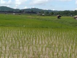 Sawah Produktif Desa Loa Duri Ulu Terus Tingkatkan Hasil Produksi