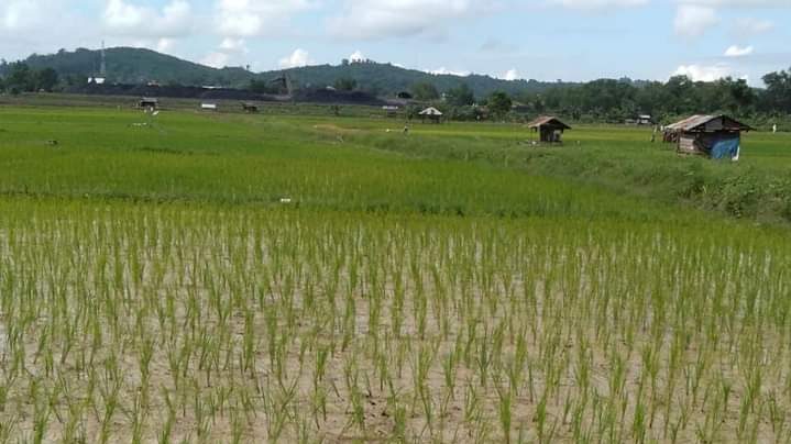 Sawah Produktif Desa Loa Duri Ulu Terus Tingkatkan Hasil Produksi